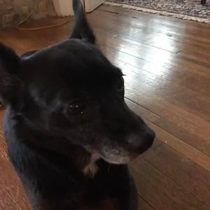 Meet your Posher, Annie